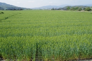 DO01000655.JPG